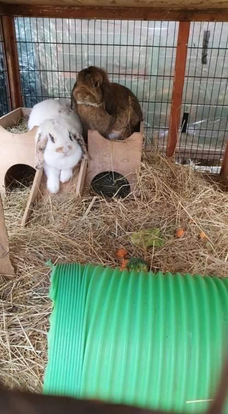Inside the rabbit hutch: two lop rabbits, a wooden hide, straw bedding and a green play tunnel