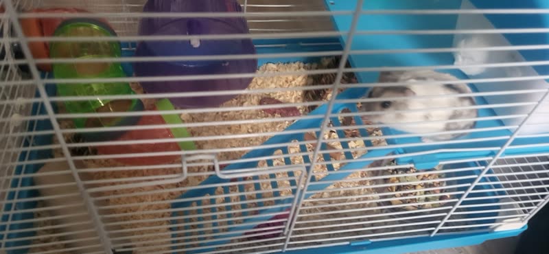 A wide view into a barred cage with a small pet among bedding, tubes and a platform